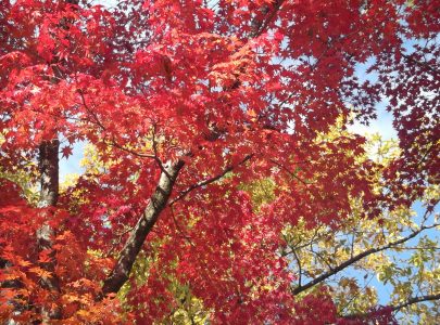 Admiring Beautiful Autumn Leaves