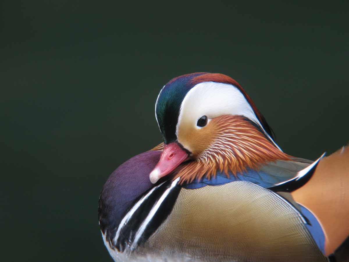 Oshidori - Mandarin duck