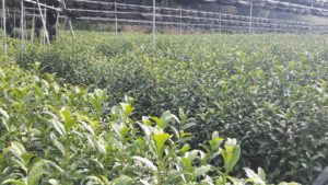 Uji Matcha tea farm