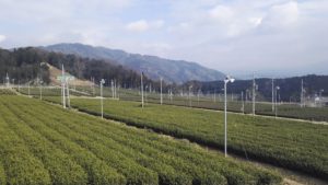 Uji Matcha tea farm