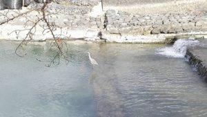 Uji river