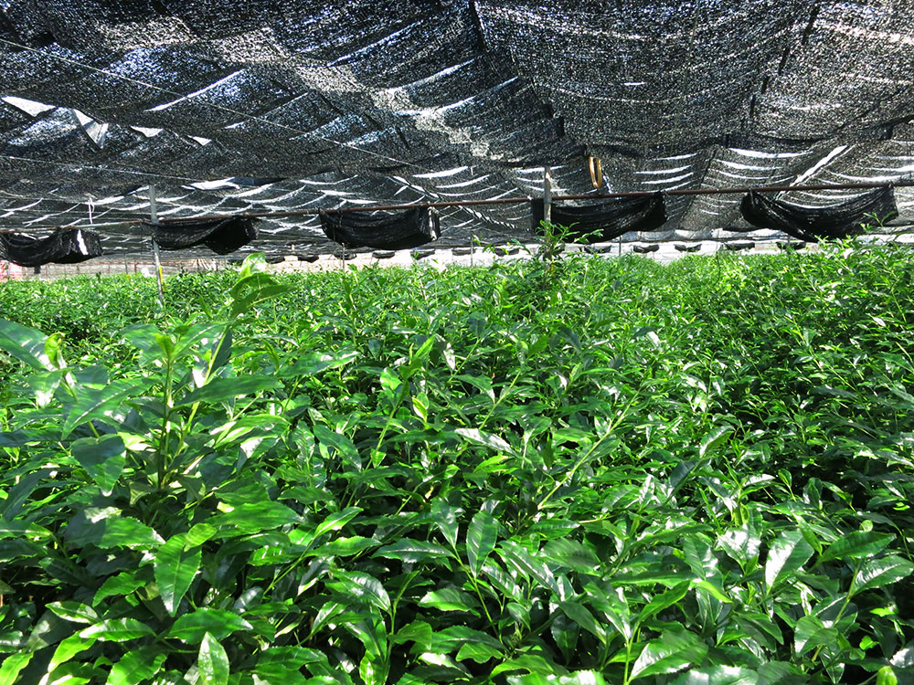 Tencha-field-covered