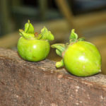 Japanese persimmon un-ripened