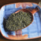 Deep Steamed Fukamushicha tea | Makinohara Japanese tea j-okini malta