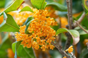 Japanese Incense sticks Kinmokusei (Osmanthus)